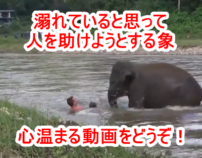 【生命の協調】溺れている人間を助けようとする象の動画です！人間と動物たちが協調して生きていける地球にしたいですね